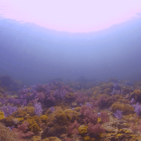 vid 20210409 151719 20220106171001 1.png