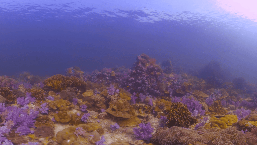 vid 20210409 151719 20220106172173 1.png