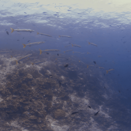 vid 20250901 120230 20251031094116 1.png