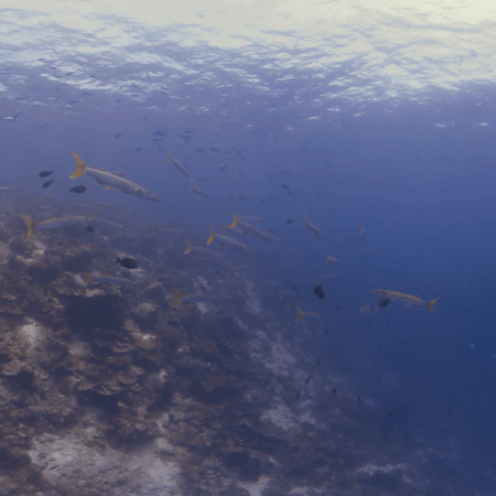 vid 20250901 120230 20251031094203 1.png