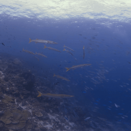 vid 20250903 111943 20251031094836 1.png