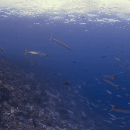 vid 20250903 111943 20251031094855 1.png