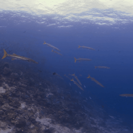 vid 20250903 111943 20251031094911 1.png