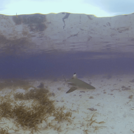 vid 20250908 083225 20260308135700 1.png