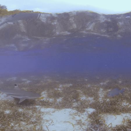 vid 20250908 084950 20260308140318 1.png