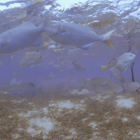 vid 20250908 084950 20260308140336 1.png