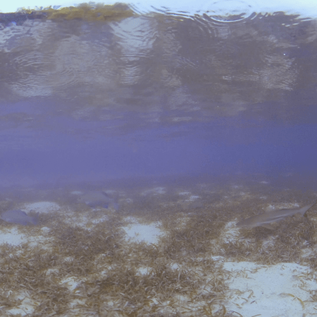 vid 20250908 084950 20260308140354 1.png