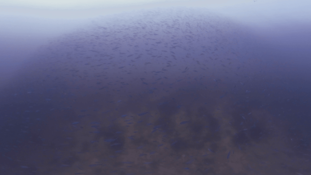 vid 20250910 110718 20260222173717 1.png