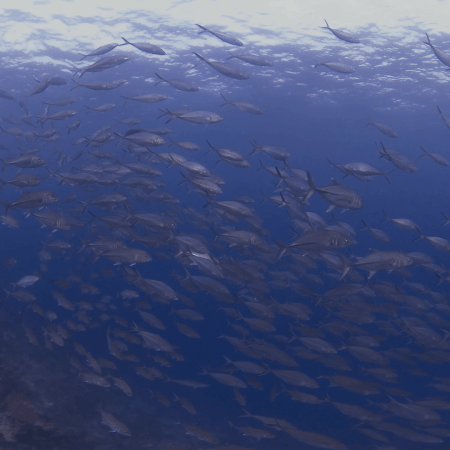 vid 20250910 152555 20251116111426 1.png