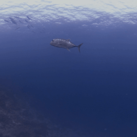 vid 20250910 152555 20251116111501 1.png