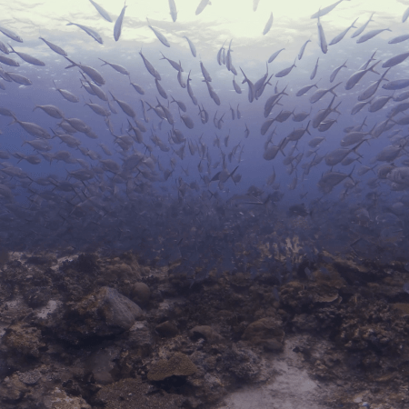 vid 20250910 154529 20251116111703 1.png