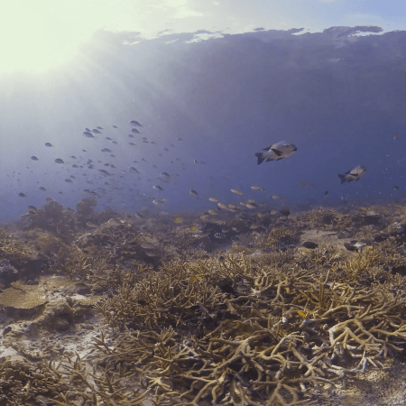 vid 20250911 073715 20251116112215 1.png