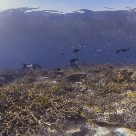 vid 20250911 073715 20251116112334 1.png