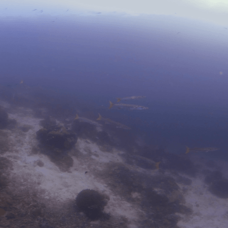 vid 20250911 102554 20260207123132 1.png