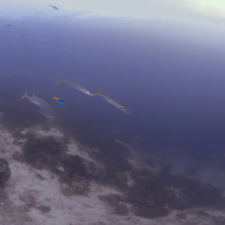 vid 20250911 102554 20260207123150 1.png