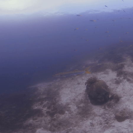 vid 20250911 102845 20260207123209 1.png