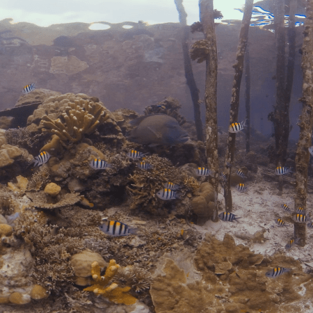 vid 20250912 160145 20251215134349 1.png