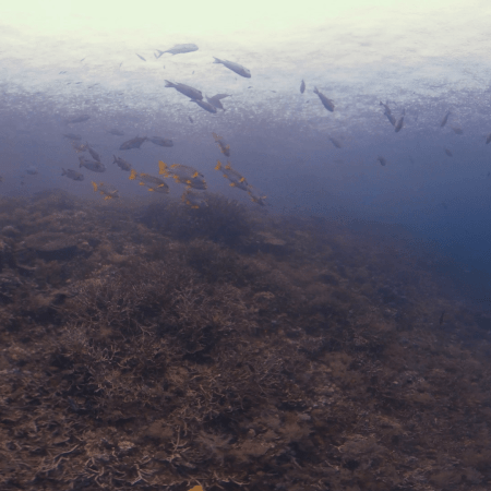 vid 20250912 162728 20251215134507 1.png