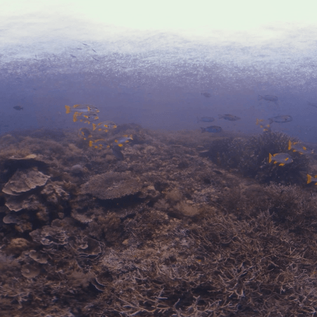 vid 20250912 162728 20251215134532 1.png