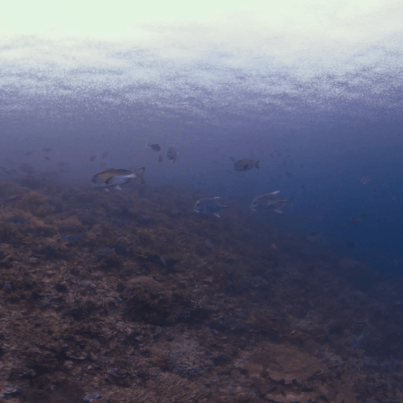 vid 20250912 163100 20251215134554 1.png