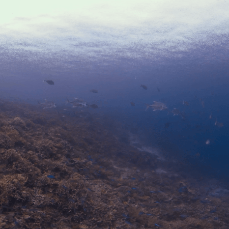 vid 20250912 163100 20251215134617 1.png