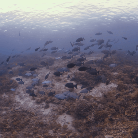 vid 20250912 164652 20251223100616 1.png